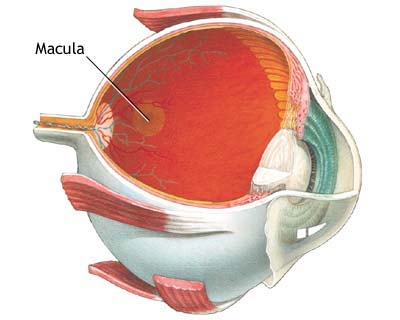 macula
